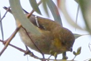 Forty-spotted Pardalote (Pardalotus quadragintus)